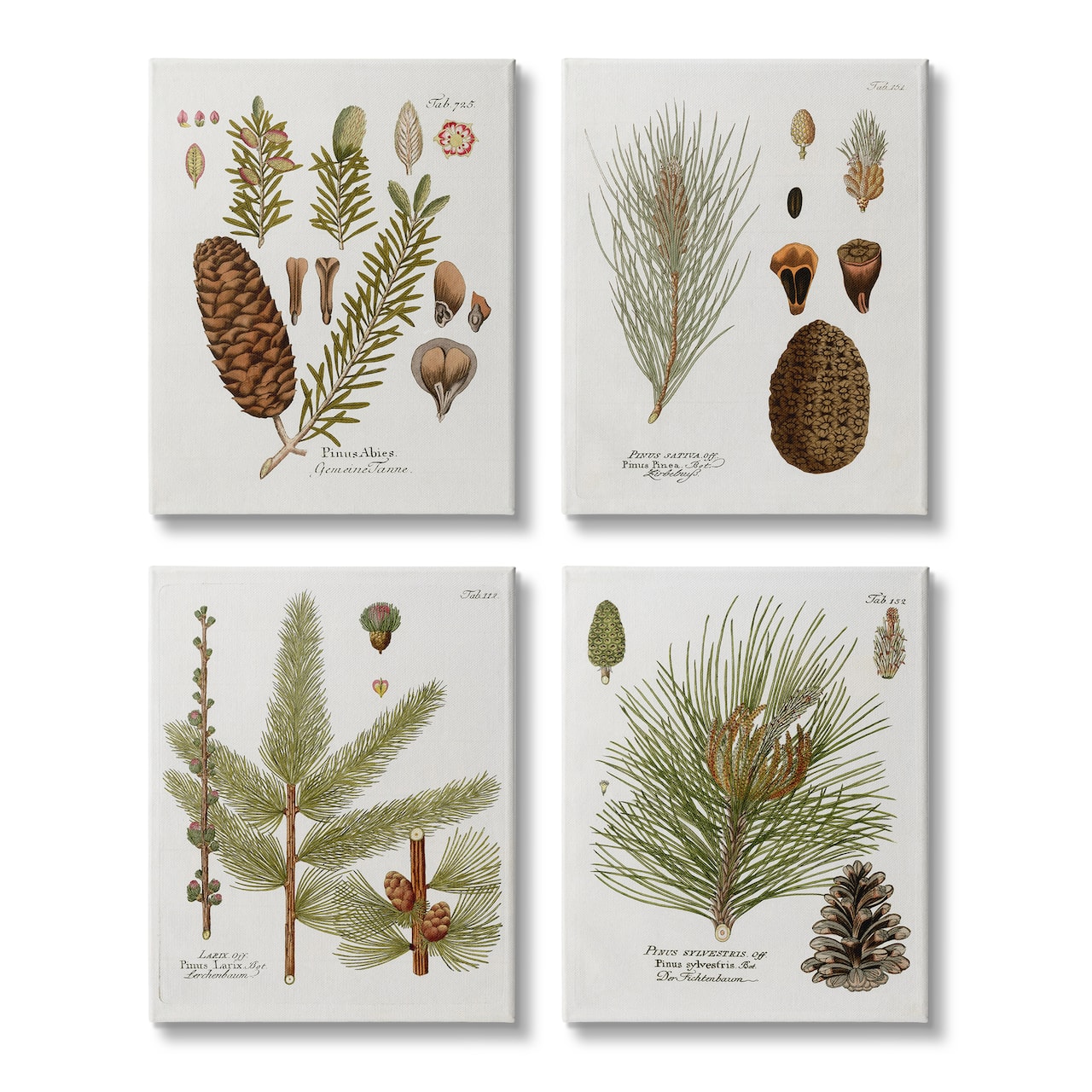 Stupell Industries Vintage Forest Pine Illustrated Study Green Brown Plants Canvas Wall Art, 16" x 20"